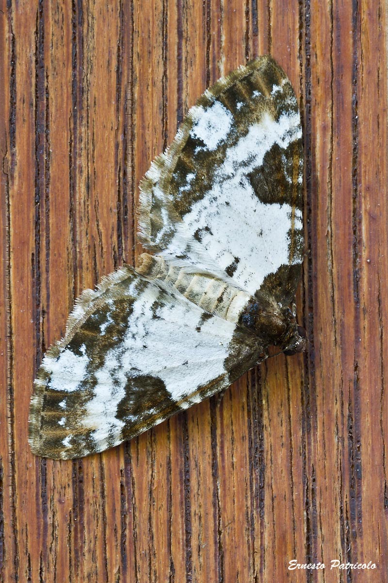 geometridae da identificare